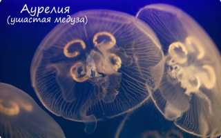Как называется скопление нервных клеток у медуз
