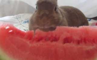Можно ли кроликам давать арбузные корки