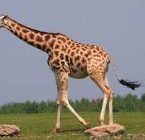 Как передвигается жираф