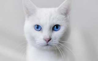 Как назвать белую кошку