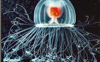 Почему медузы бессмертны